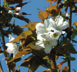 bast Prunus x gondouinii Schnee Yoshinokers vorm: vaas tot afgeplat rond, dicht hoogte: 5-6 m breedte: 5-6 m plaats: zonnig, windbeschut bodem: humeus, vochthoudend, doorlatend, kalkhoudend