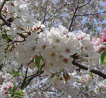 Magnolia x soulangeana Alba Superba Beverboom, valse tulpenboom vorm: meerstammige heester, breed vaas hoogte: 3-4 m breedte: 3-4 m plaats: zonnig, vorstbeschut bodem: humeus, vochthoudend,