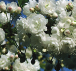 Prunus avium Plena Zoete kers, kriek vorm: rond, halfopen hoogte: 10-15 m breedte: 8-12 m plaats: zonnig, windbeschut bodem: humeus, doorlatend, kalkrijk zone: 5-8 gebruik: brede straat, laan,