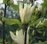 Beverboom, valse tulpenboom (Magnolia denudata Yellow River ) vorm: meerstammige heester of kleine boom, rond hoogte: 8-10 m breedte: 8-10 m plaats: zonnig tot halfschaduw, windbeschut