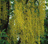Laburnum x watereri Vossii Gouden regen Mahonia aquifolium Apollo Mahoniestruik Caragana arborescens Erwtenstruik vorm: meerstammige heester of kleine boom, vaas hoogte: 5-7 m breedte: