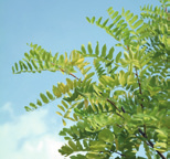 pseudoacacia Frisia Gele valse acacia vorm: ovaal, open hoogte: 14-18 m breedte: 7-9 m plaats: zonnig, windbeschut, verdraagt strooizout bodem doorlatend, kalkrijk, verdraagt droogte zone: 4-9