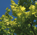 hollandica Wredei Goudiep vorm: piramidaal tot rond hoogte: 8-12 m breedte: 5-9 m plaats: zonnig tot halfschaduw, windbeschut bodem: humeus, vochthoudend, kalkhoudend zone: 5-8 gebruik: straat,