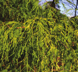 Chamaecyparis pisifera Filifera Aurea Sawara cipres, schijncipres vorm: breed kegelvormige conifeer hoogte: 2-3m breedte: 3-4 m plaats: zonnig bodem: vochthoudend,