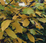 Carpinus betulus Frans Fontaine Haagbeuk vorm: smal eirond, dicht hoogte: 12-15 m breedte: 4-6 m plaats: zonnig tot schaduw, verdraagt wind bodem: humeus, doorlatend, vochthoudend zone: 5-8