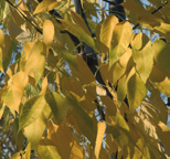 lichtgroen blad zomer: heldergroen blad herfst: winter: geel blad, geen vruchten donkerbruine twijg, grijsbruine bast lente: groene bloei, groen blad zomer: groen blad, oranje vrucht herfst: