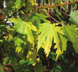 groen blad herfst: winter: geel blad, bruine vrucht roodbruine twijg, lichtgrijze bast lente: lichtgroene bloei op kaal hout, bronsrood blad zomer: groen blad, bruine vrucht herfst: winter: geel blad