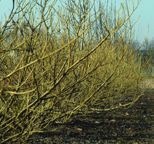 winter: gegroefde afschilferende stam, bruingrijs, later donkerder, bruine vrucht Cornus sericea Flaviramea Kornoelje (Cornus stolonifera Flaviramea ) vorm: brede heester hoogte: 2-3 m breedte: 4-5 m