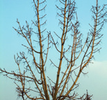 witblauwe bes winter: gele twijg Fraxinus excelsior Jaspidea Goudes vorm: piramidaal tot rond hoogte: 14-16 m breedte: 8-12 m plaats: verdraagt (zee)wind en strooizout bodem: humeus, vochthoudend