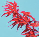 Acer palmatum Ôsakazuki Japanse esdoorn Acer rubrum Karpick Rode esdoorn Parrotia persica Vanessa Perzisch ijzerhout vorm: (meerstammige) heester, opgaand, halfopen hoogte: 3-5 m breedte: 2-4 m