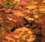 blad, rode vleugelvrucht winter: roodbruine twijg, bruine bast lente: rode bloei op kaal hout, groen blad, onder blauwgroen zomer: groen/blauwgroen blad herfst: oranje blad, rode vleugelvrucht