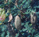 lichtend rode vruchten winter: mahoniebruine afschilferende twijgen lente: groene bloei op kaal hout, roodviolet blad zomer: lichtgroen blad, groene noot herfst: winter: geel blad, bruine