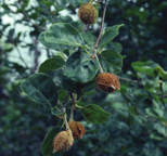 Fagus sylvatica Rotundifolia Beuk vorm: breed eirond, dicht hoogte: 12-15 m breedte: 10-12 m plaats: zonnig tot schaduw, windbeschut bodem: humeus, vochthoudend leemhoudend, doorlatend