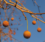 verkleurt van bronsgroen naar groen, herfst: roodbruin blad, bruine peulvrucht winter: diep gegroefde grijze stam bruine peulvrucht Platanus occidentalis Westerse plataan vorm: dichte ronde kroon