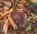 vochthoudend, doorlatend zone: 4-8 gebruik: brede laan, park, haag, landschap Metasequoia glyptostroboides Watercipres vorm: smal piramidaal, open hoogte: 20-30 m breedte: 5-10 m plaats: