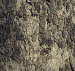 witte/bruine bast Corylus colurna Turkse hazelaar, boomhazelaar vorm: breed eirond, halfopen hoogte: 12-18 m breedte: 8-12 m plaats: verdraagt wind bodem: kalkhoudend, doorlatend, verdraagt droogte