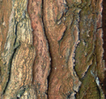 Gymnocladus dioica Doodsbeenderenboom vorm: grillig ovaal, halfopen hoogte: 8-14 m breedte: 5-10 m plaats: windbeschut, verdraagt strooizout bodem: humeus, vochthoudend, verdraagt droogte zone: 4-8