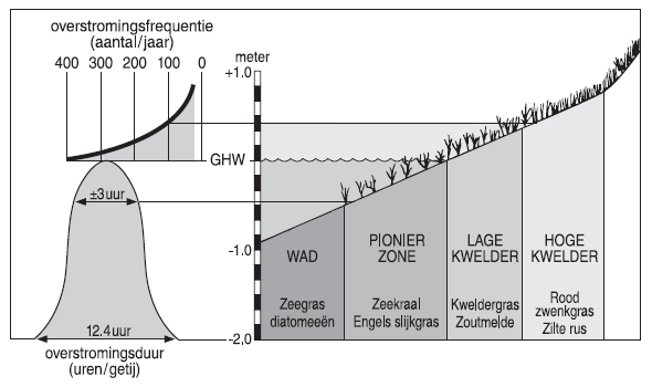 overstroomd. Omdat kwelders in het bereik van het getij liggen kan er sedimentatie en/of erosie plaatsvinden. Figuur 2. 2 Voorbeeld van zonering en inundatiefrequentie (naar Erchinger 1985).