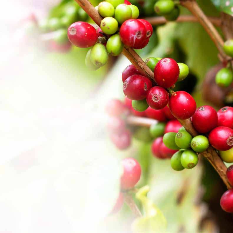 SLOWROAST & HANDPICKED COFFEE Bij Redbeans hebben wij verschillende soorten koffie, allemaal met hun eigen verhaal. Voor iedere soort gebruiken we koffiebonen uit verschillende landen.