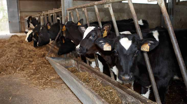 Uiergezondheid Dierenwelzijn in de melkveesector Voelen dieren pijn? Er zijn tegenwoordig nog maar weinig mensen die eraan twijfelen dat dieren zoals zoogdieren en vogels pijn voelen.