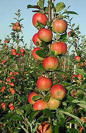 Samenaankoop appelen 21 februari Zoals voorbije jaren doet KWB weer een samenaankoop van appelen. Je hebt de keuze tussen een kist van 8 kilo ( 4 euro) of een halve kist van 4 kilo.