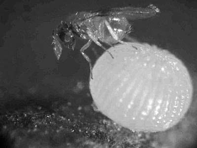 Sluipwespen Larven kunnen grote schade toebrengen aan gewassen. Larven kunnen milieuvriendelijk bestreden worden met sluipwespen.