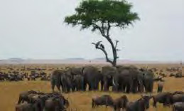 PROGRAMMA Dag 7 Vandaag verkennen we het machtige Serengeti Nationaal Park, in de