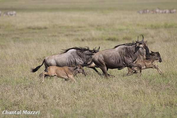 Lake Nakuru NP Rennen