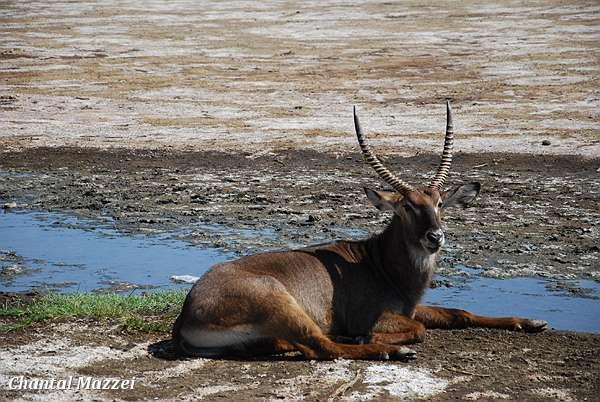 Waterbok