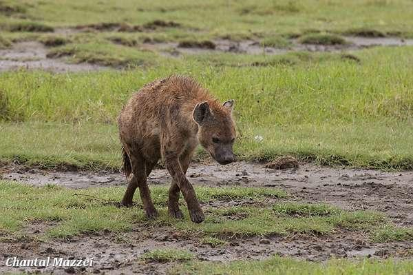 Een hyena in de Ngorongorokrater