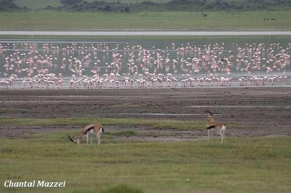 Flamingo's in de Ngorongorokrater