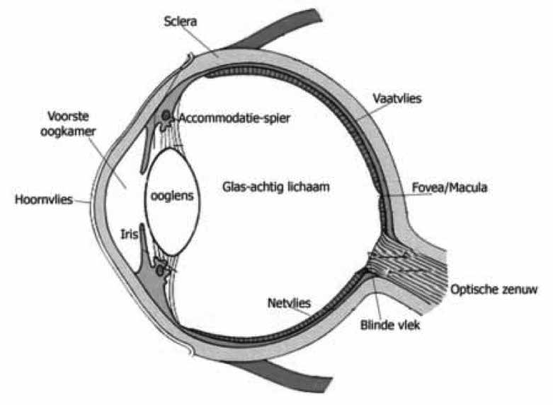 Procedure Op de dag zelf worden er eerst verdovende druppels gegeven. Het oog wordt gedesinfecteerd. Er wordt een ooglidspreider geplaatst, zodat het oog niet kan knipperen.