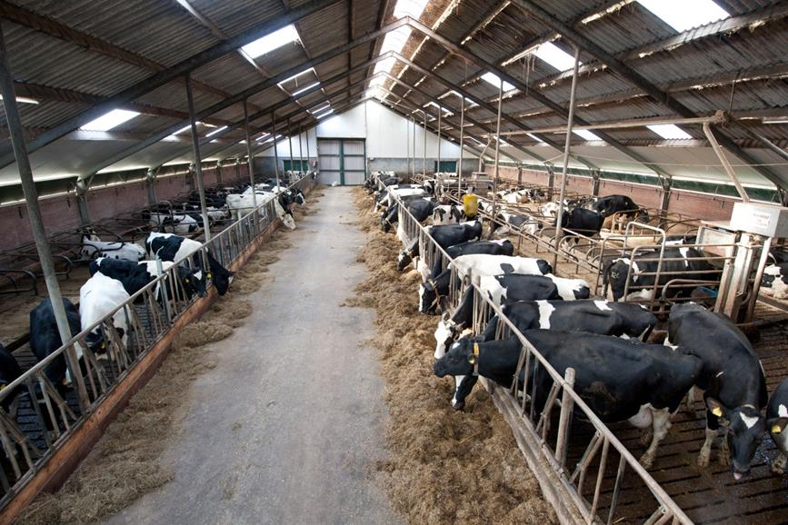 Het bedrijf in 2014 75 koeien, 43 stuks jongvee 38,9 hectare gras incl.