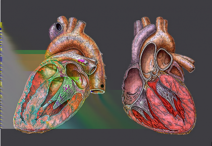 Wat moet je weten? http://nl.wikipedia.org/wiki/afbeelding:heart.jpg De afbeelding hierboven toont een stilstaand model van het menselijk hart.