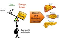 dramatische stijging in overgewicht/obesitas prevalentie suggereert