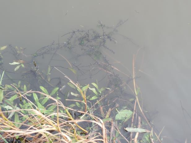 4.3.2 Vissen De sloot aan de zuidoostkant van het plangebied bevat weinig bagger. Er is enige onderwatervegetatie aanwezig (zie figuur 11).