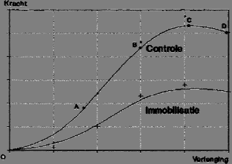 Figuur 8. Effekt op het trek-verlengingsdiagram van het periarticulaire bindweefsel van een gewricht dat enige tijd is geïmmobiliseerd geweest.