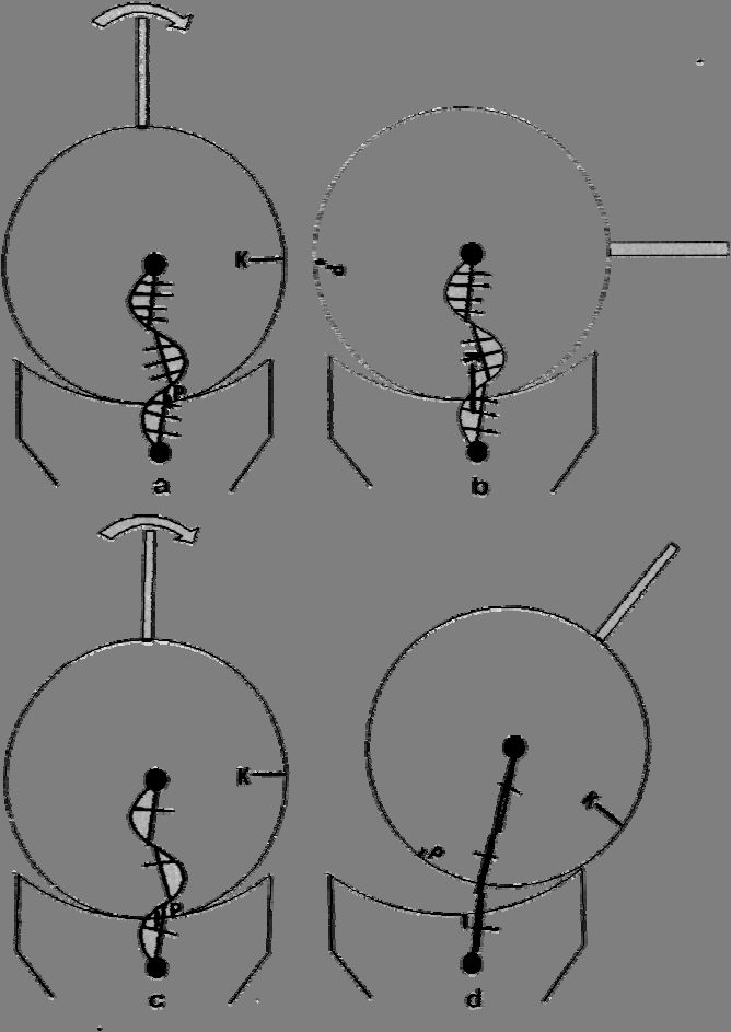 Bindweefselslapte en draaipuntsverandering In figuur 9a wordt een gewrichtsmodel getoond bestaande uit een cirkelvormige kop, een cirkelvormige kom en een ligament. figuur 9. K = uiteinde van het kraakbeen van de kop.