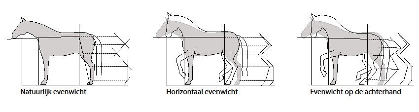 Aanvang fase 2: wennen aan de hulpteugels In de tweede fase zal het paard eerst moeten wennen aan het werken in het kader van de hulpteugel.