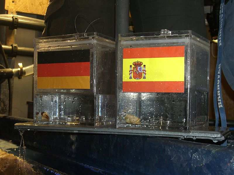 schijnverbanden 43 De inktvis Paul leefde in een aquarium in Oberhausen (Duitsland). Had hij voorspellende gaven voor voetbalwedstrijden?