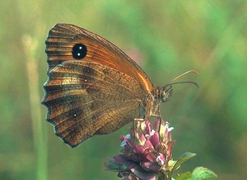 Hoofdstuk 5 / Het aantal getelde dagvlinders 2004 was een slecht vlinderjaar: nog nooit werden er per route zo weinig vlinders gezien.