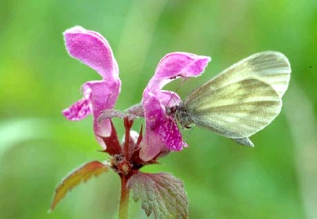 Het boswitje is een van de weinige Nederlandse vlinders die in aantal toenemen. Foto: Henkjan Kievit. Trends Er wordt vanaf dit jaar gewerkt met een nieuwe beoordeling van de trends.