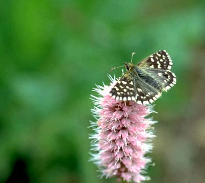 Monitoring butterflies and dragonflies in The Netherlands in 2004 De Vlinderstichting (Dutch Butterfly Conservation) and CBS (Statistics Netherlands) coordinate the monitoring schemes for butterflies