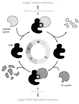 machinery M-phase promoting factor Complexen