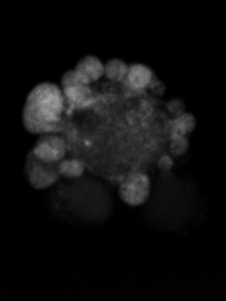 Cell-death signals (P53) Bax Mito Bcl-2 Cyt C PT Cyt C Moleculaire mechanisme van apoptose: executie fase Casp-2 Casp-7 APAF-1 Procaspase-9 Casp-9 Casp-3 Alternatieve apoptose-inductie route via