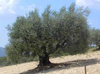 Fr 69,4; Nl 76,9 De olijfboomloopbaan Groeit langzaam, dikke stam, lange wortels, veel vruchten Blijft