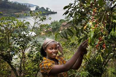 Kivu: muungano - Agricole Muungano - 2009-4500 leden - Nog niet gecertificeerd - Oude koffieboerderijen uit de tijd van de kolonisatie - Kennis en passie voor koffie
