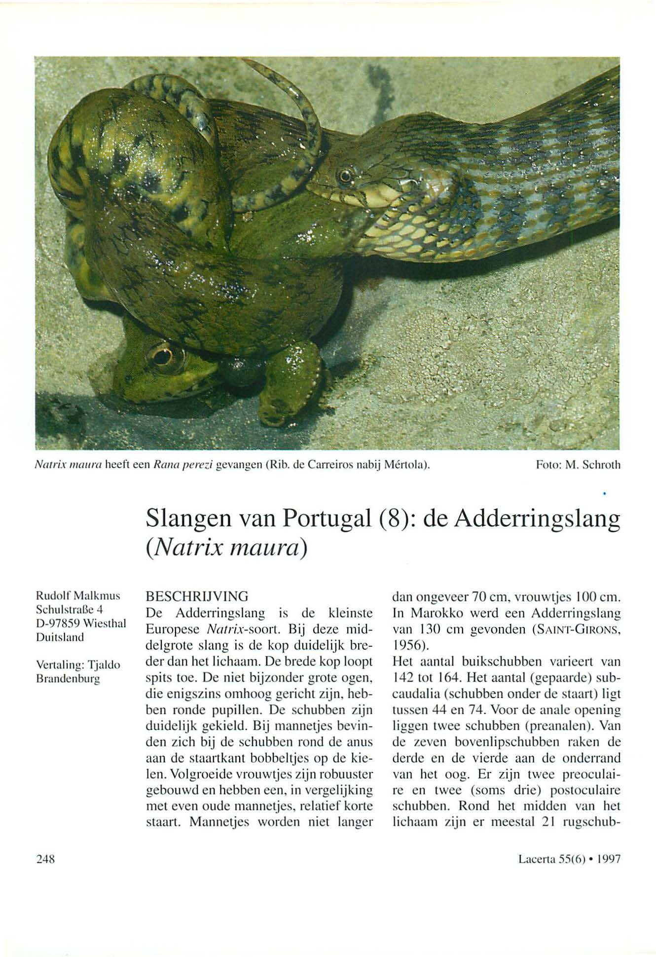 Natrix maura heeft een Rana pere::.i gevangen (Rib. de Carreiros nabij Mcrtola). Foto: M. Schroth Slangen van Portugal (8): de Adderringslang (Natrix maura) Rudol f Malkmus Schulstral3e 4 D -97!