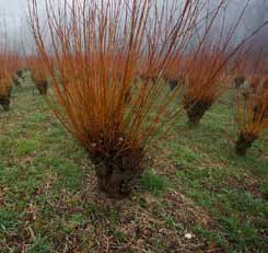 Chermesina is zeer windbestenig, bijvriendelijk en heeft twijgen met een zeer bijzondere feloranje kleur, die het gebied s winters een karakteristieke sfeer