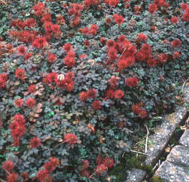 onderbeplanting (boomspiegels) en grote